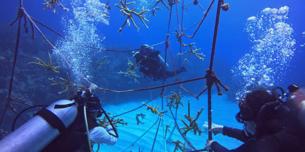 marine-coral-reef-conservation-in-the-caribbean-1