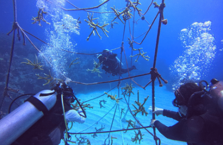 marine-coral-reef-conservation-in-the-caribbean-main-3