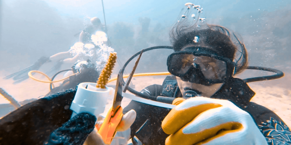 mexico–marine-coral-reef-conservation-in-the-caribbean-1