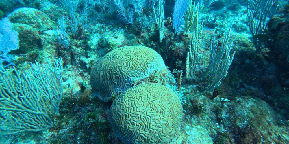 mexico–marine-coral-reef-conservation-in-the-caribbean-3