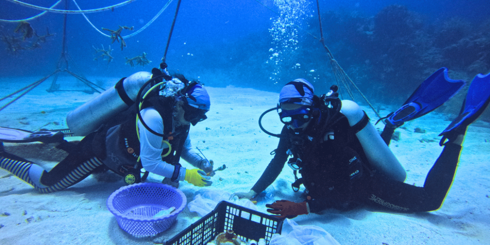 mexico–marine-coral-reef-conservation-in-the-caribbean-4