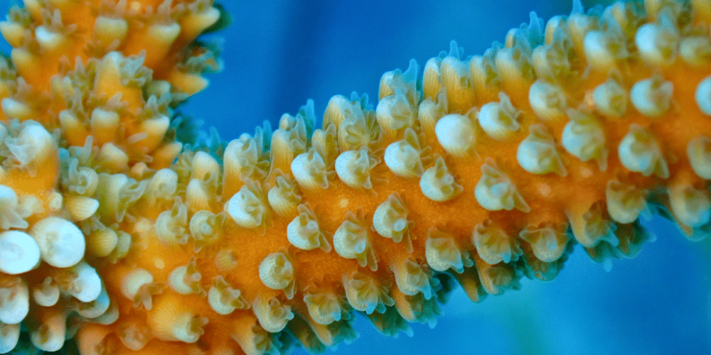 mexico–marine-coral-reef-conservation-in-the-caribbean-5