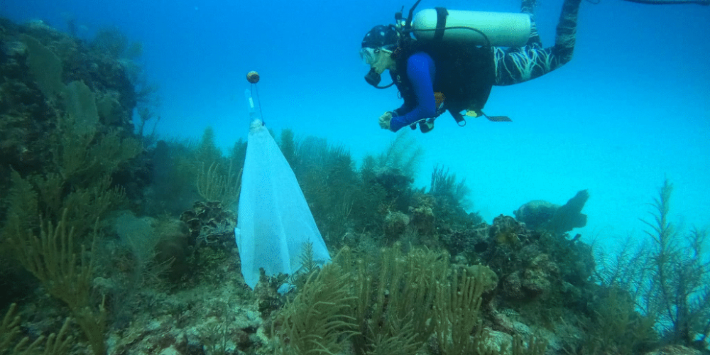 mexico–marine-coral-reef-conservation-in-the-caribbean-6