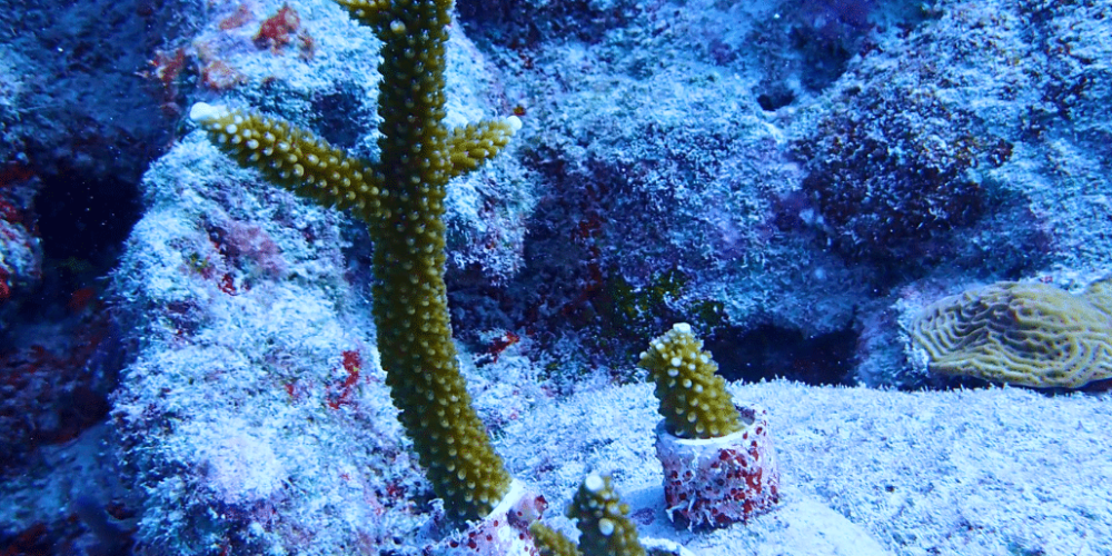 mexico–marine-coral-reef-conservation-in-the-caribbean-8