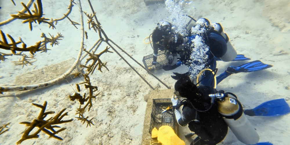 mexico–marine-coral-reef-conservation-in-the-caribbean-9