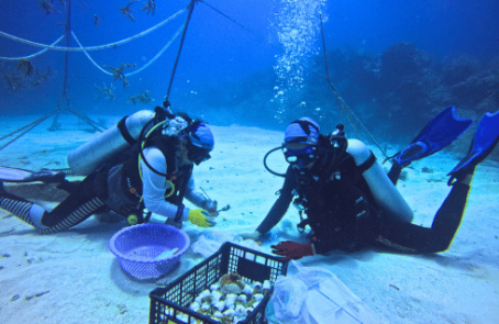 mexico–marine-coral-reef-conservation-in-the-caribbean-main-3