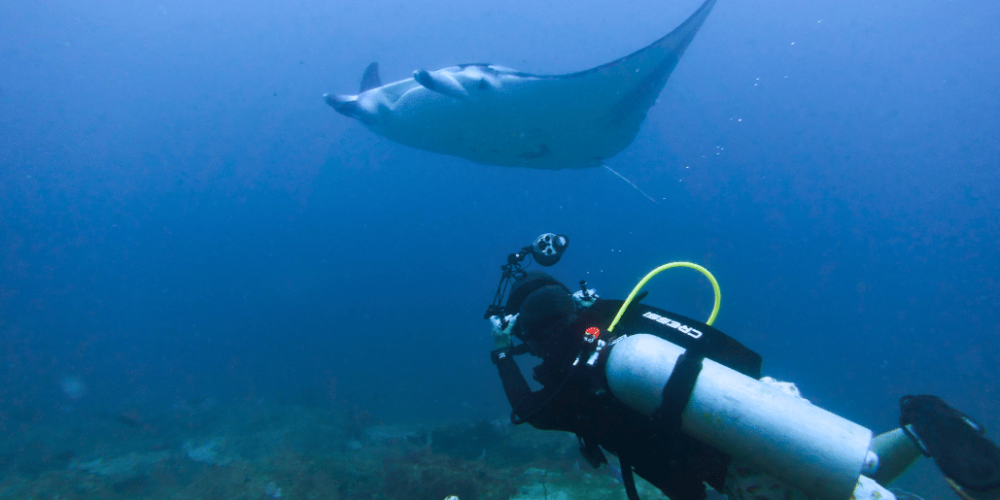 mozambique-whale-shark-and-marine-conservation-add-1