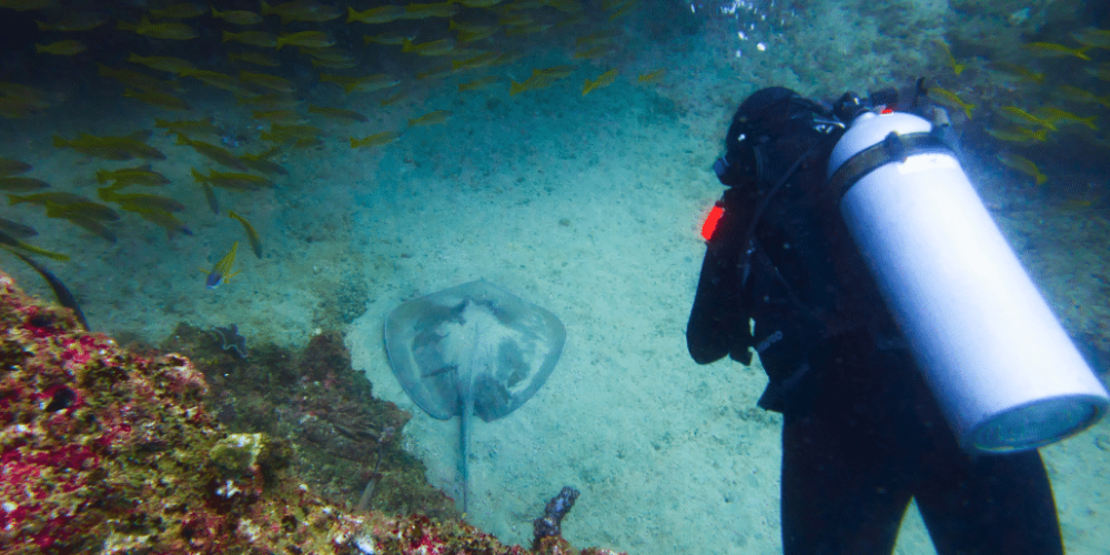 mozambique-whale-shark-and-marine-conservation-add-2