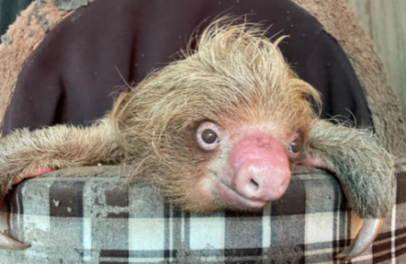 peru-amazon-wildlife-rescue-care-and-release-sanctuary-main1