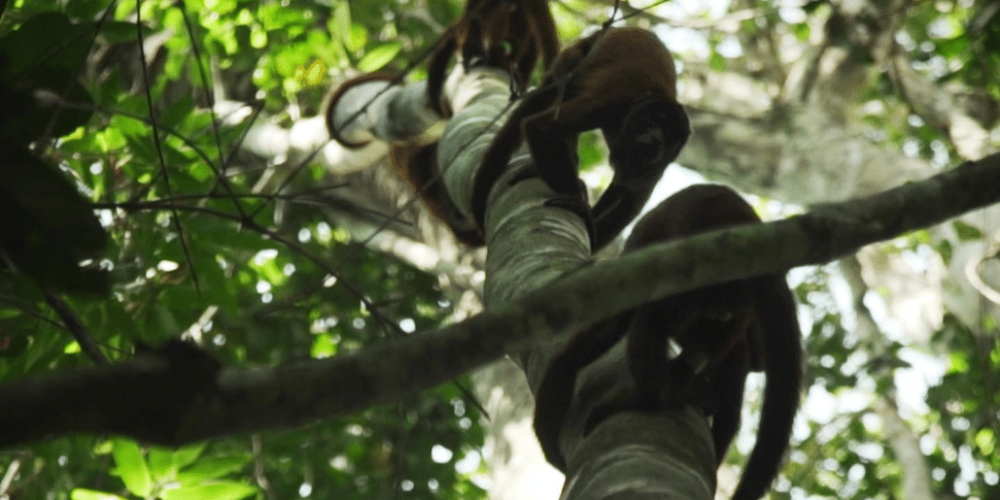 peru-amazon-wildlife-rescue-care-and-release-sanctuary1