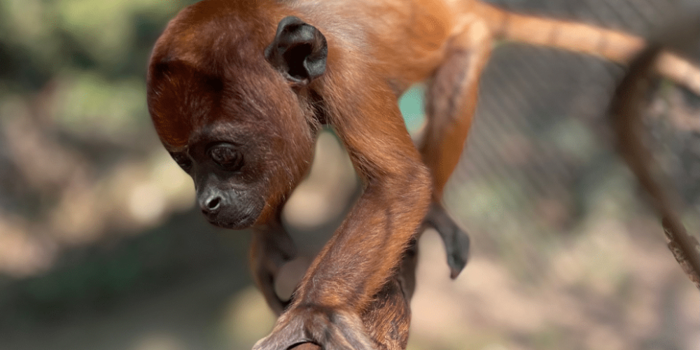 peru-amazon-wildlife-rescue-care-and-release-sanctuary10