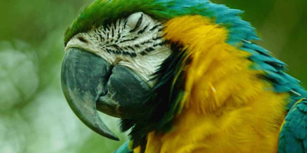 peru-amazon-wildlife-rescue-care-and-release-sanctuary17