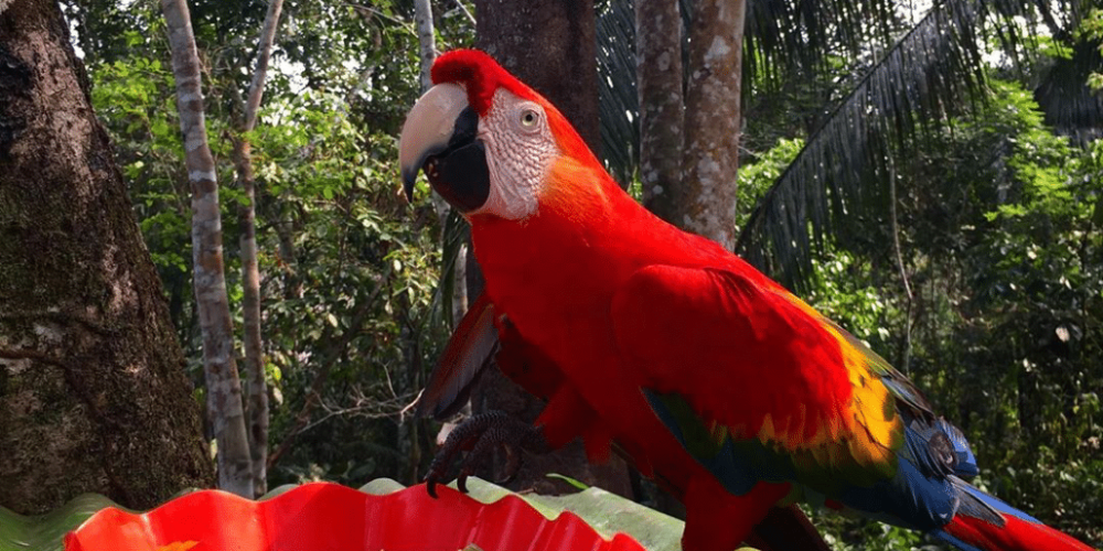 peru-amazon-wildlife-rescue-care-and-release-sanctuary19
