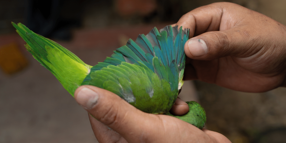 peru-amazon-wildlife-rescue-care-and-release-sanctuary22