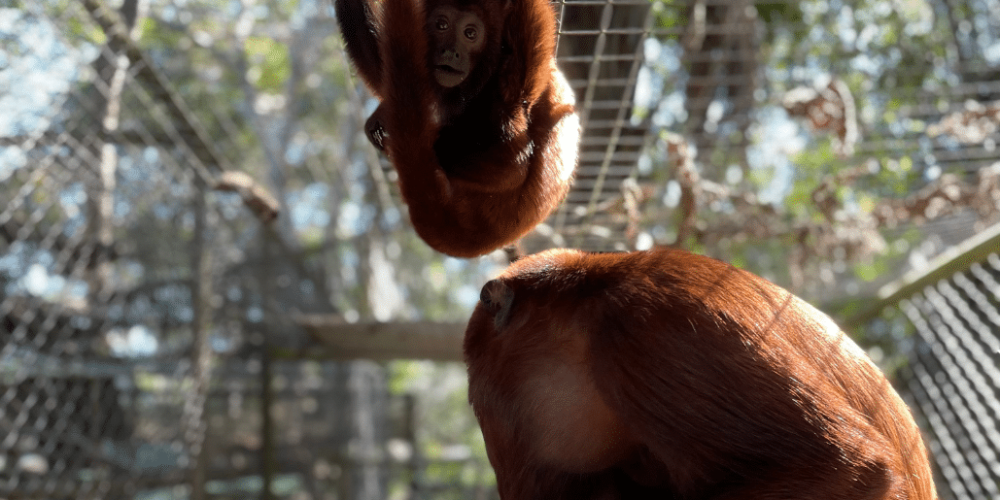 peru-amazon-wildlife-rescue-care-and-release-sanctuary3