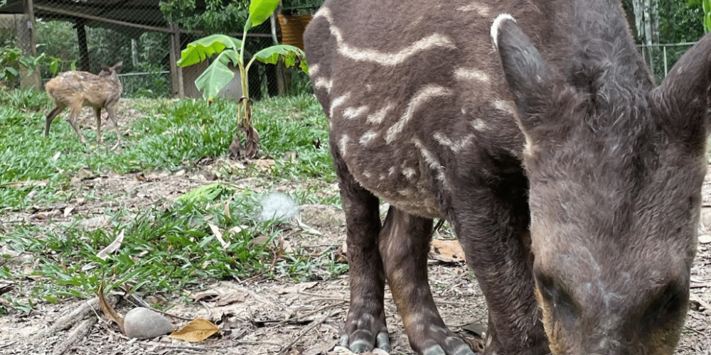 peru-amazon-wildlife-rescue-care-and-release-sanctuary31