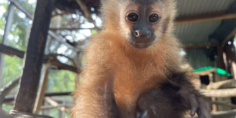 peru-amazon-wildlife-rescue-care-and-release-sanctuary36