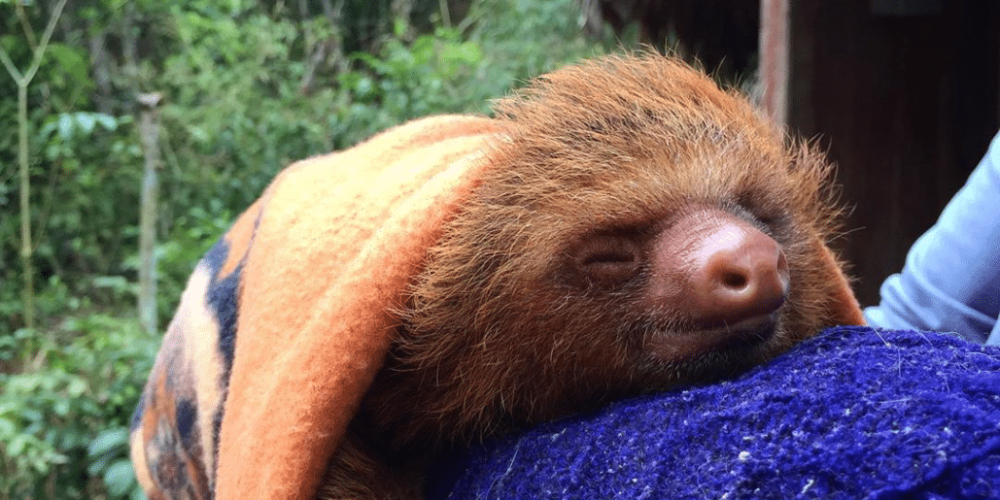 peru-amazon-wildlife-rescue-care-and-release-sanctuary37