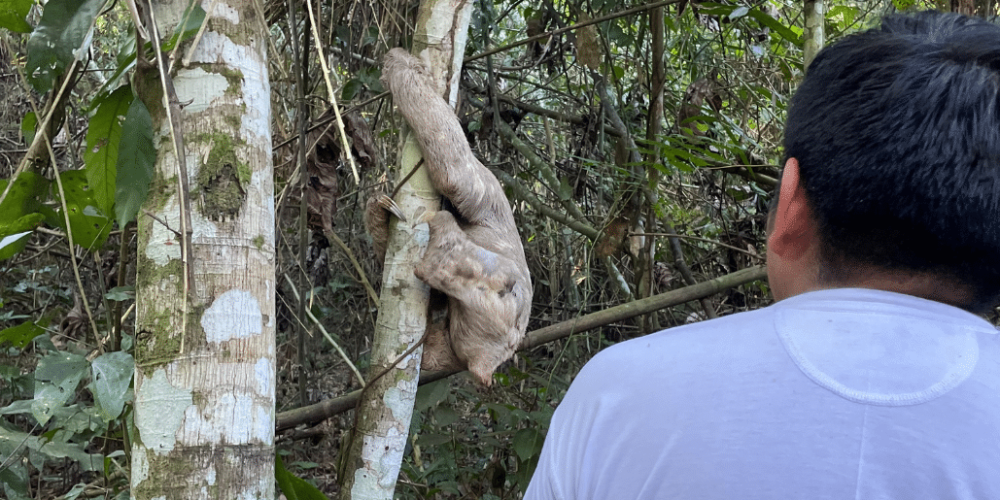 peru-amazon-wildlife-rescue-care-and-release-sanctuary8
