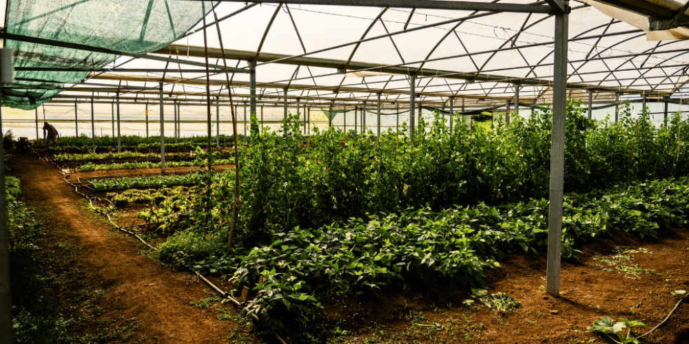 portugal-azores-social-impact-&-eco-adventure-for-teenagers-13