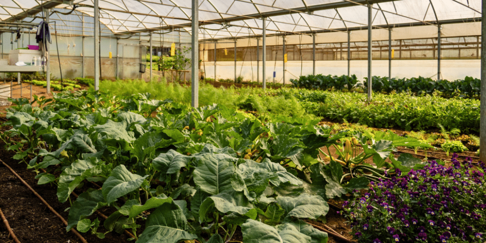 portugal-azores-social-impact-&-eco-adventure-for-teenagers-14