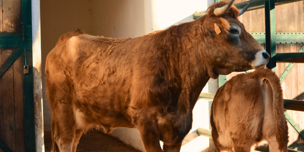 portugal-wildlife-conservation-animal-care-1