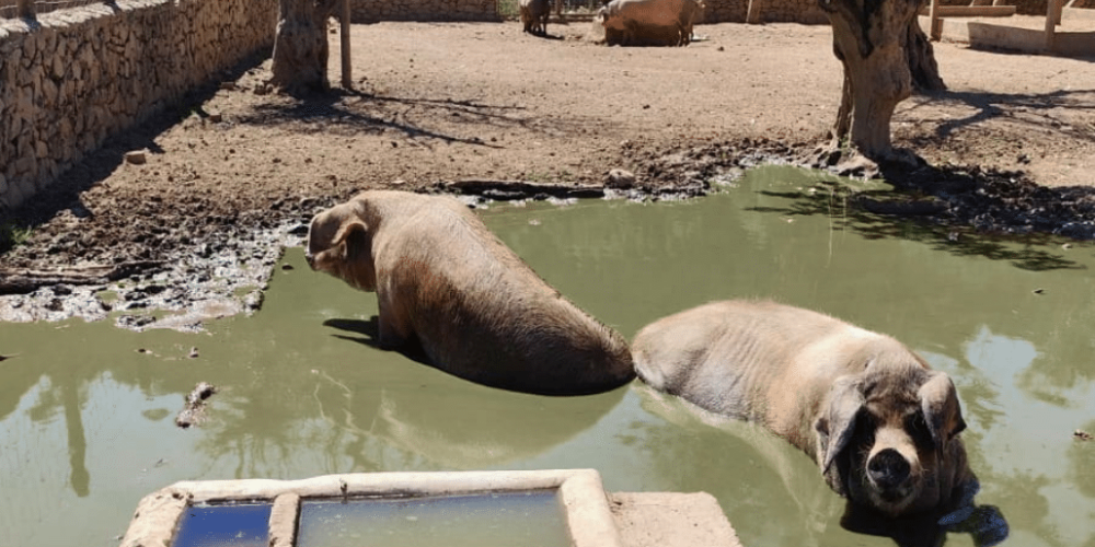 portugal-wildlife-conservation-animal-care-11