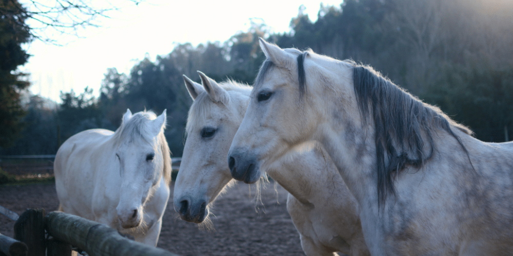 portugal-wildlife-conservation-animal-care-12