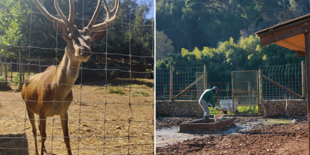 portugal-wildlife-conservation-animal-care-14