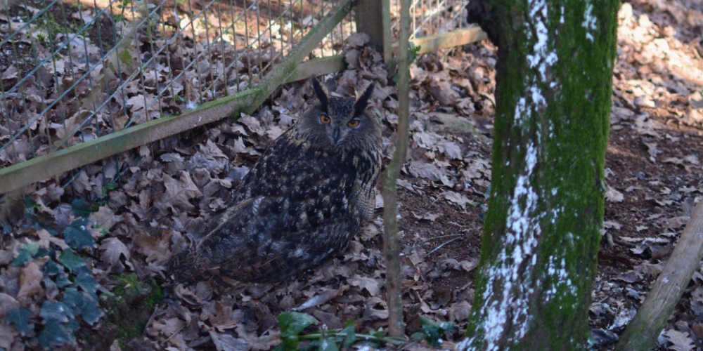 portugal-wildlife-conservation-animal-care-15