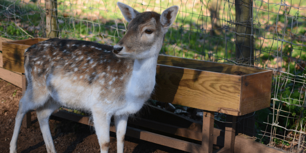 portugal-wildlife-conservation-animal-care-17