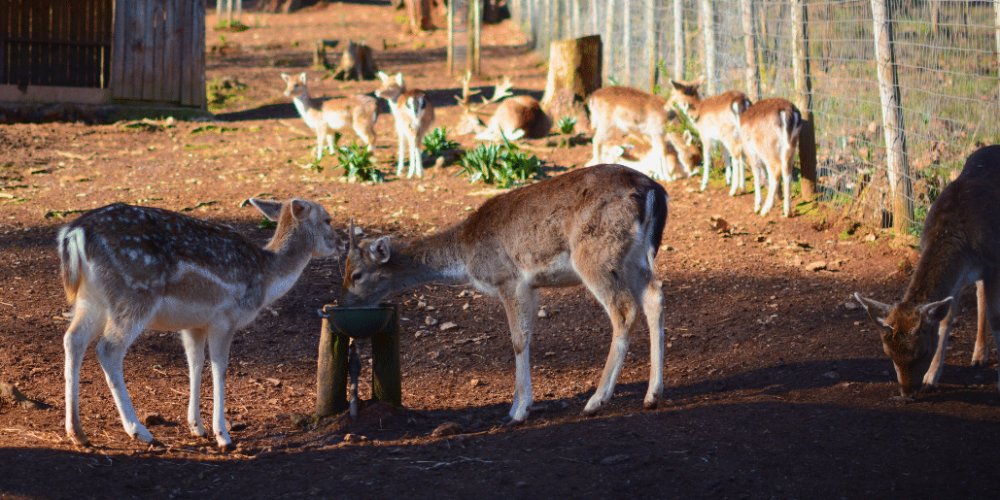 portugal-wildlife-conservation-animal-care-18