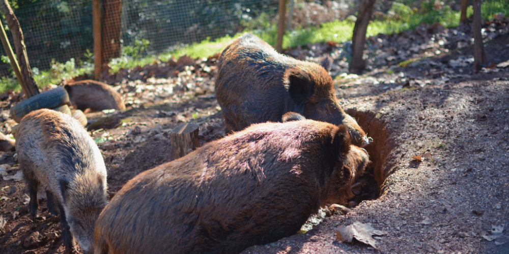 portugal-wildlife-conservation-animal-care-19