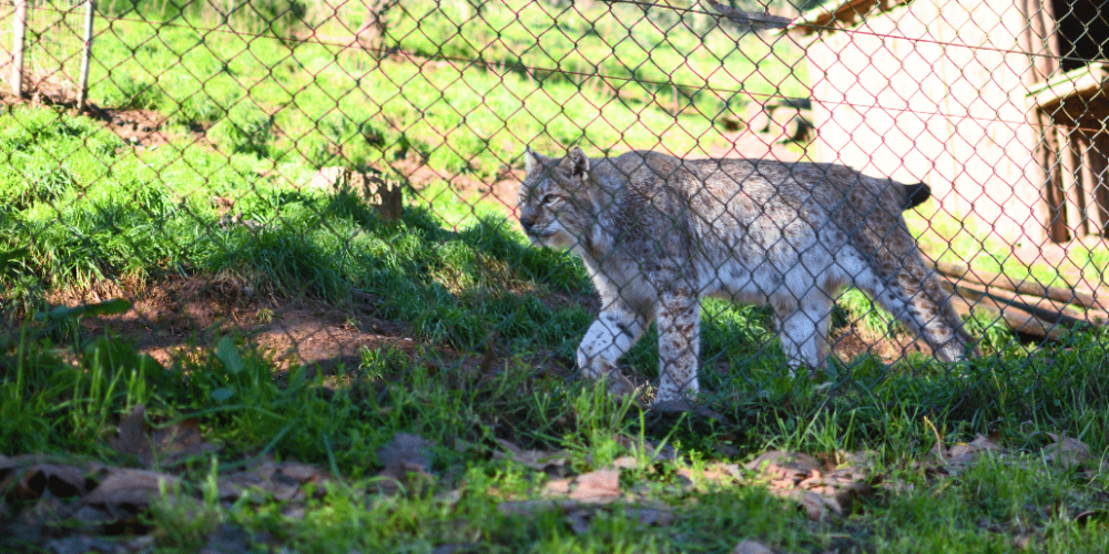 portugal-wildlife-conservation-animal-care-20