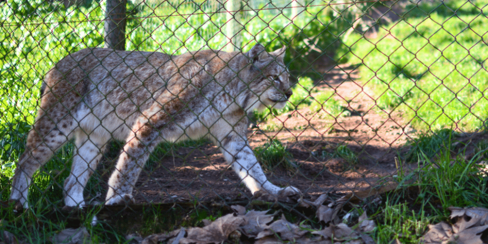 portugal-wildlife-conservation-animal-care-21