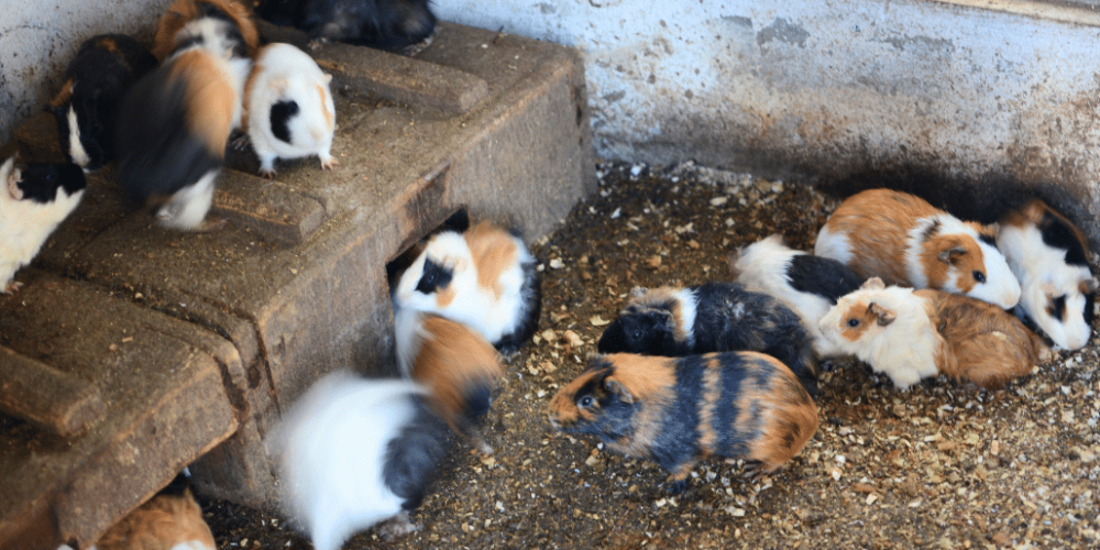 portugal-wildlife-conservation-animal-care-22