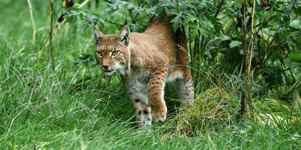 portugal-wildlife-conservation-animal-care-23