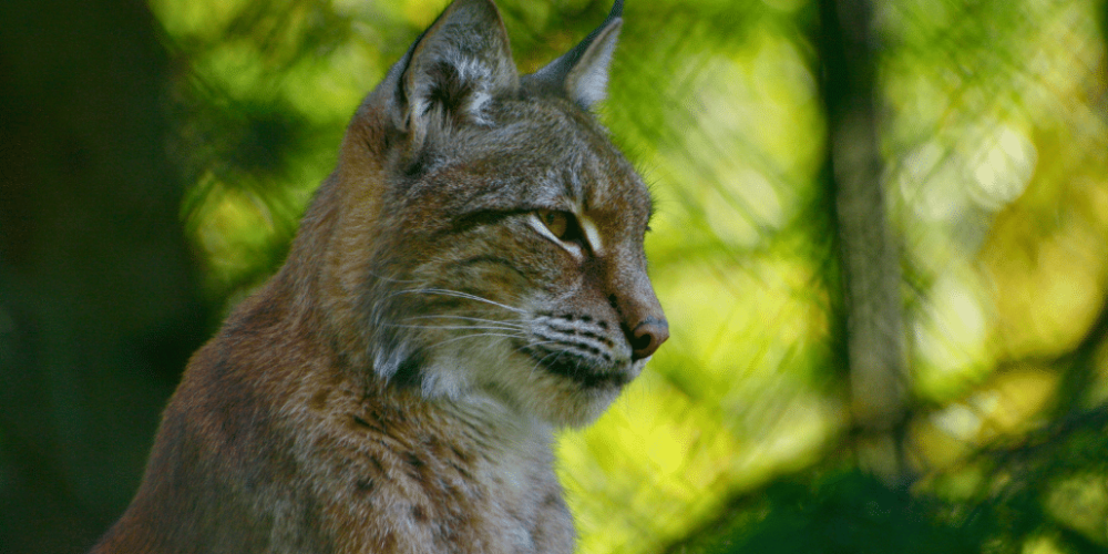 portugal-wildlife-conservation-animal-care-24