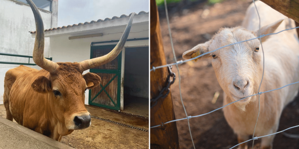 portugal-wildlife-conservation-animal-care-25