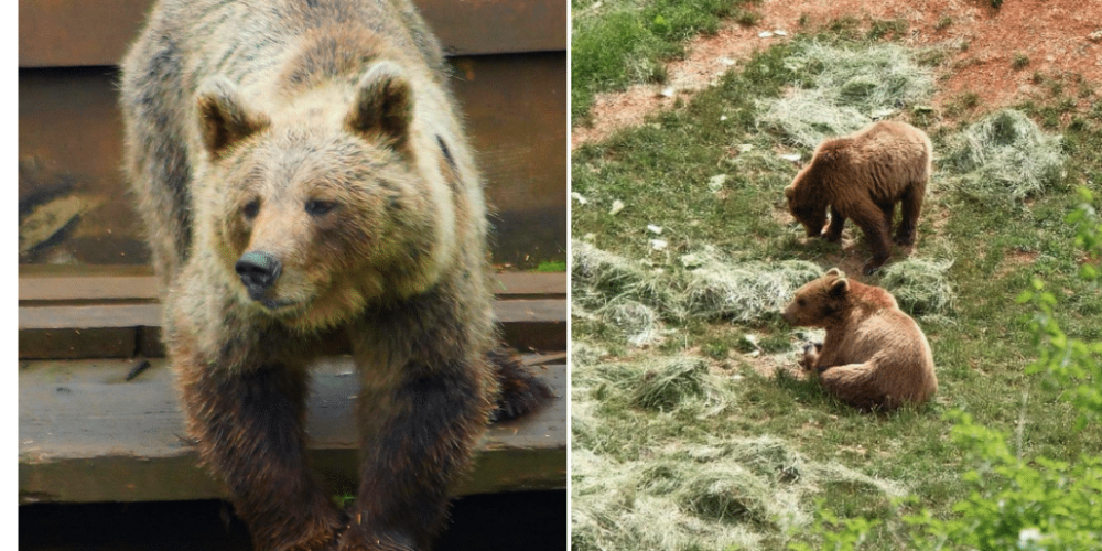 portugal-wildlife-conservation-animal-care-26