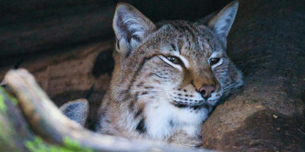 portugal-wildlife-conservation-animal-care-27