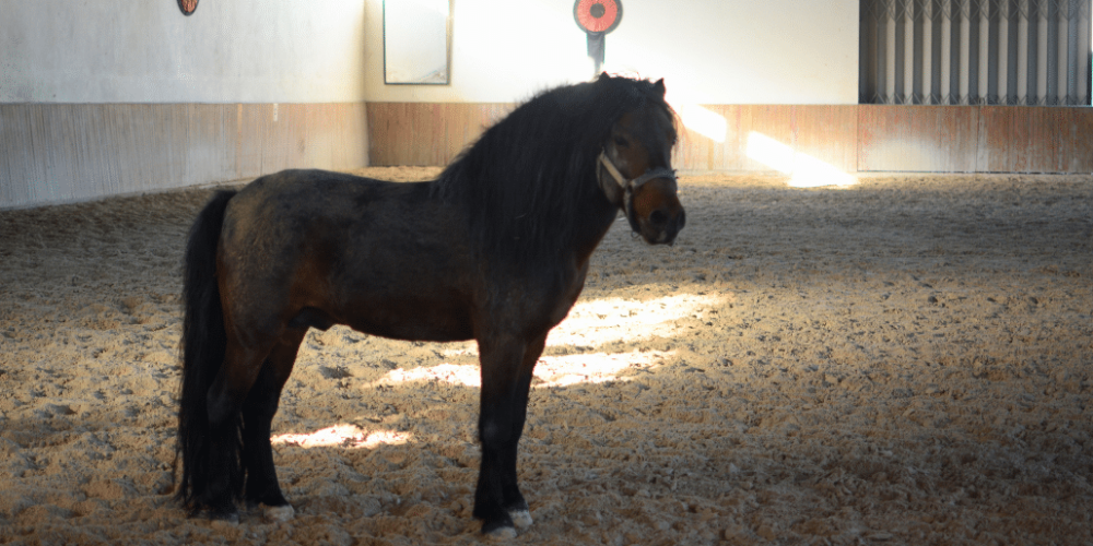 portugal-wildlife-conservation-animal-care-28