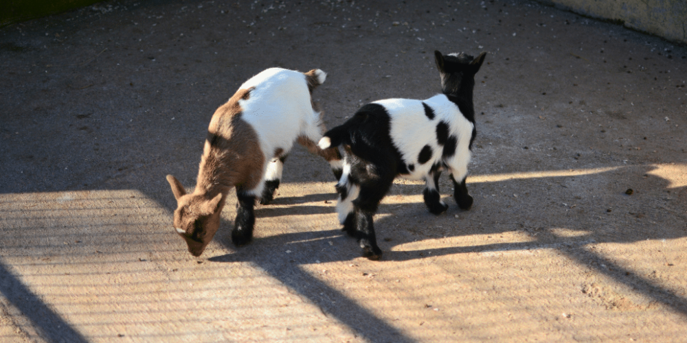 portugal-wildlife-conservation-animal-care-3
