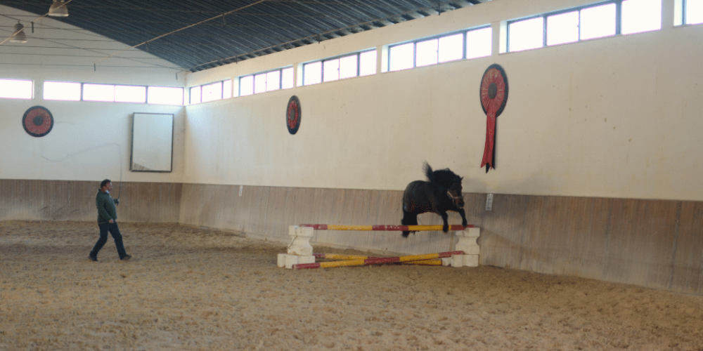 portugal-wildlife-conservation-animal-care-4