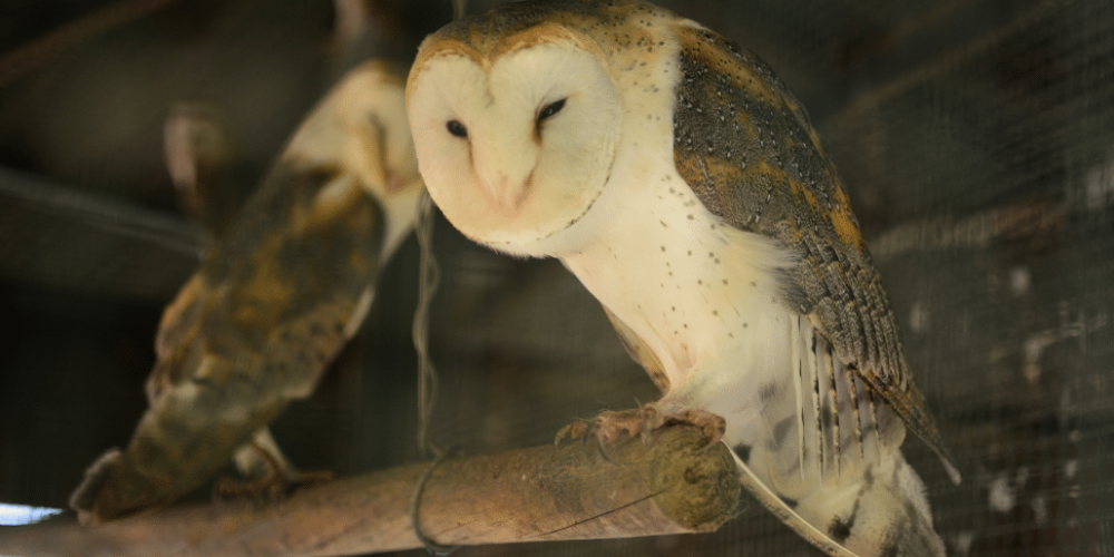 portugal-wildlife-conservation-animal-care-6