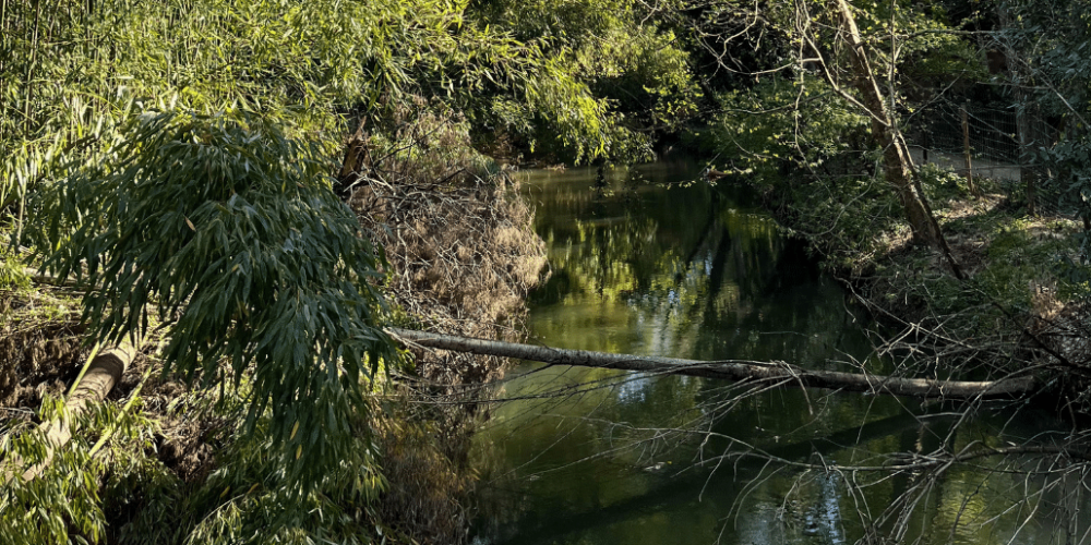 portugal-wildlife-conservation-animal-care-7