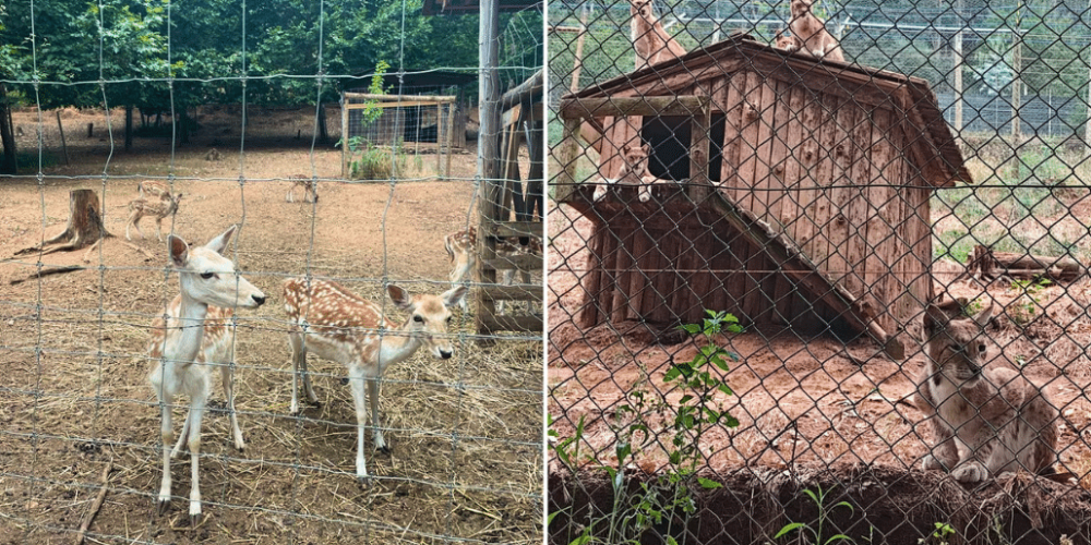 portugal-wildlife-conservation-animal-care-8