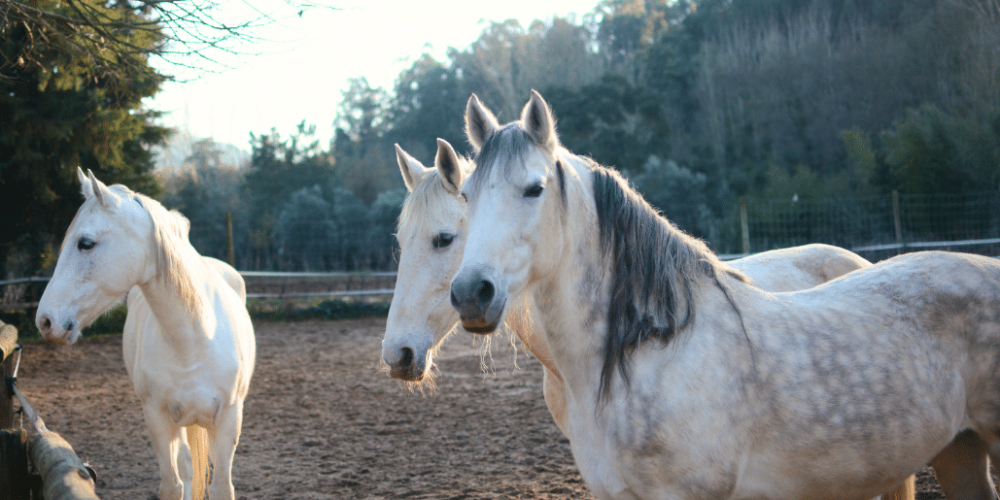 portugal-wildlife-conservation-animal-care-9
