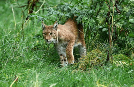 portugal-wildlife-conservation-animal-care-main-1
