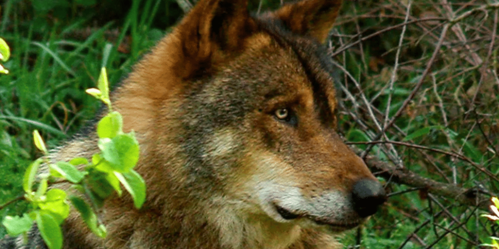 portugal- wolf-conservation-lisbon-experience-upd-1